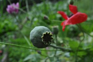 Mak (Papaver rhoeas)