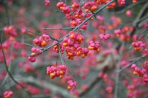 Navadna trdoleska (Euonymus europaea)