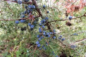 Navadni brin (Juniperus communis)