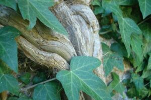 Navadni bršljan (Hedera helix)
