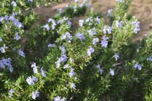 Rožmarin (Rosmarinus officinalis)