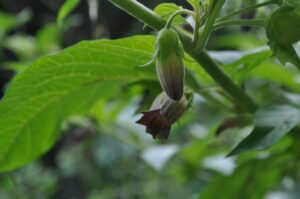 Volčja češnja (Atropa belladonna)
