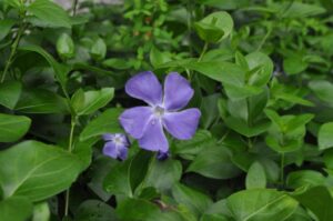 Navadni zimzelen (Vinca minor)