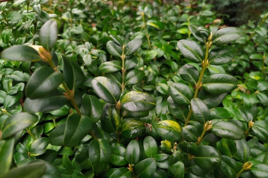 Pušpan (Buxus sempervirens)