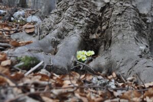 Navadna trobentica (Primula vulgaris)