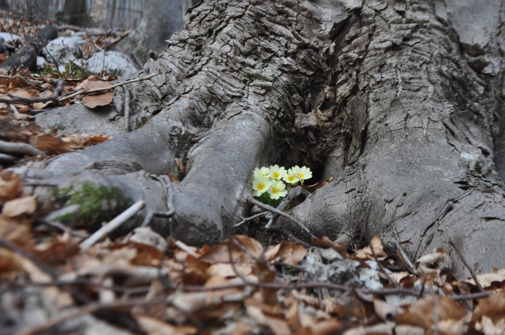 Navadna trobentica (Primula vulgaris)