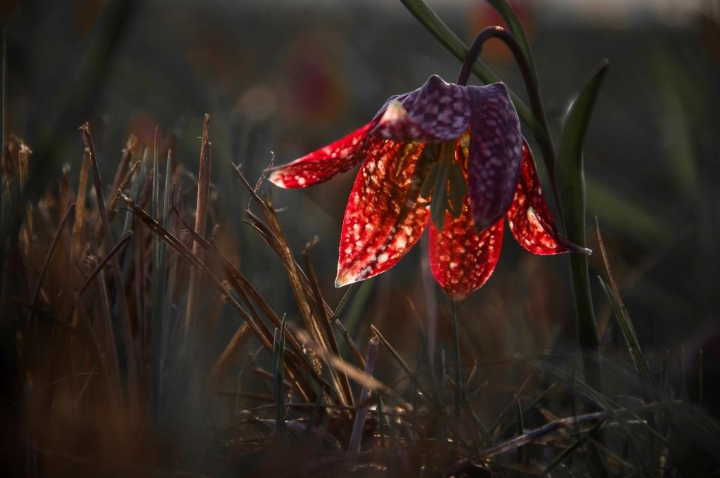 Močvirska logarica (Frittilaria meleagris)