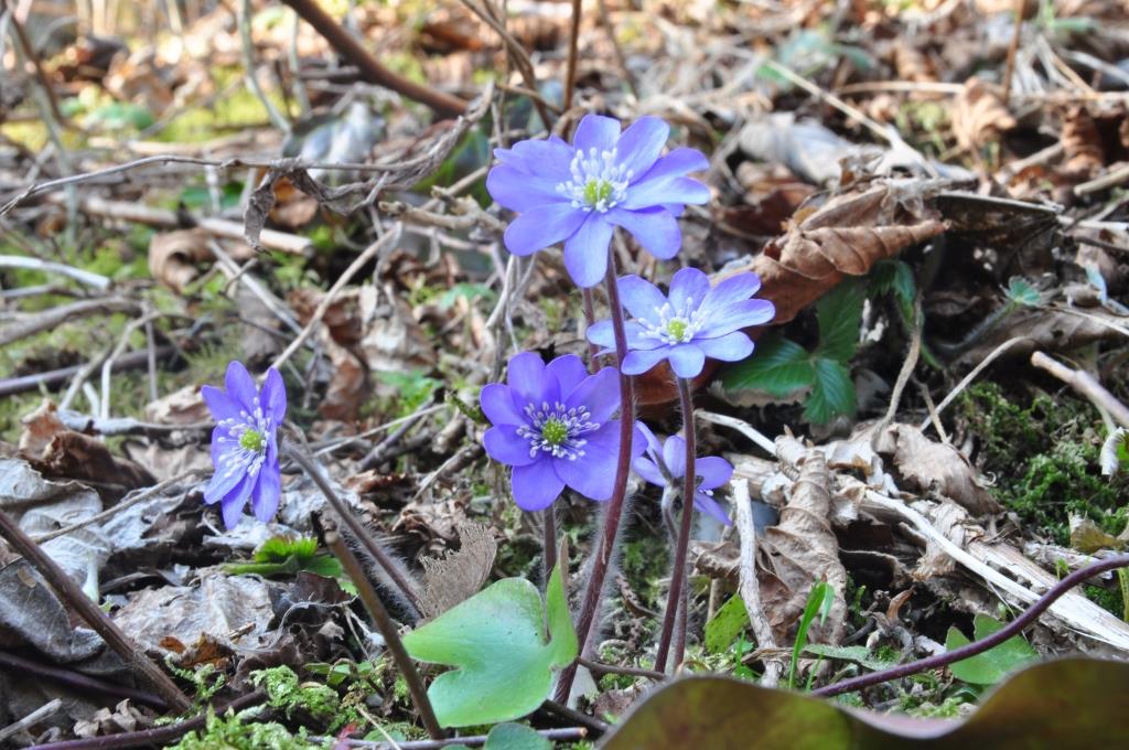 Navadni jetrnik (Hepatica nobilis)
