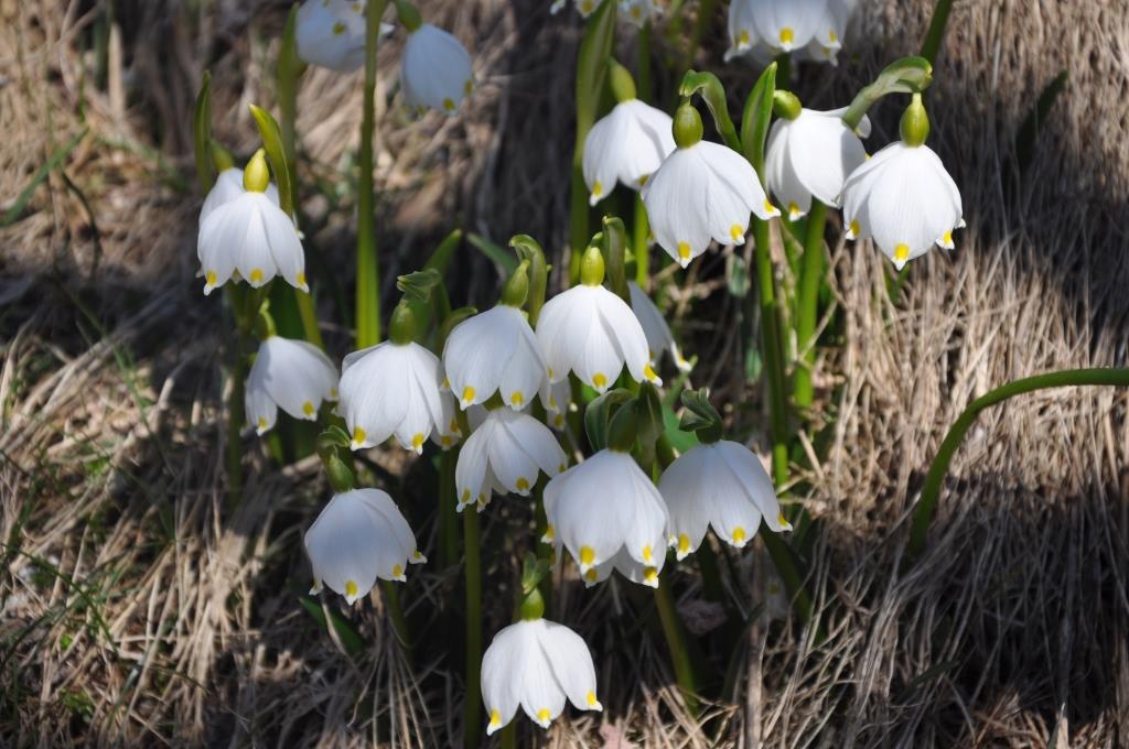 Pomladanski veliki zvonček (Leucojum vernum)