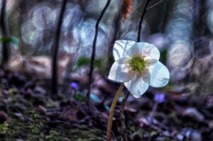 Teloh (Helleborus)