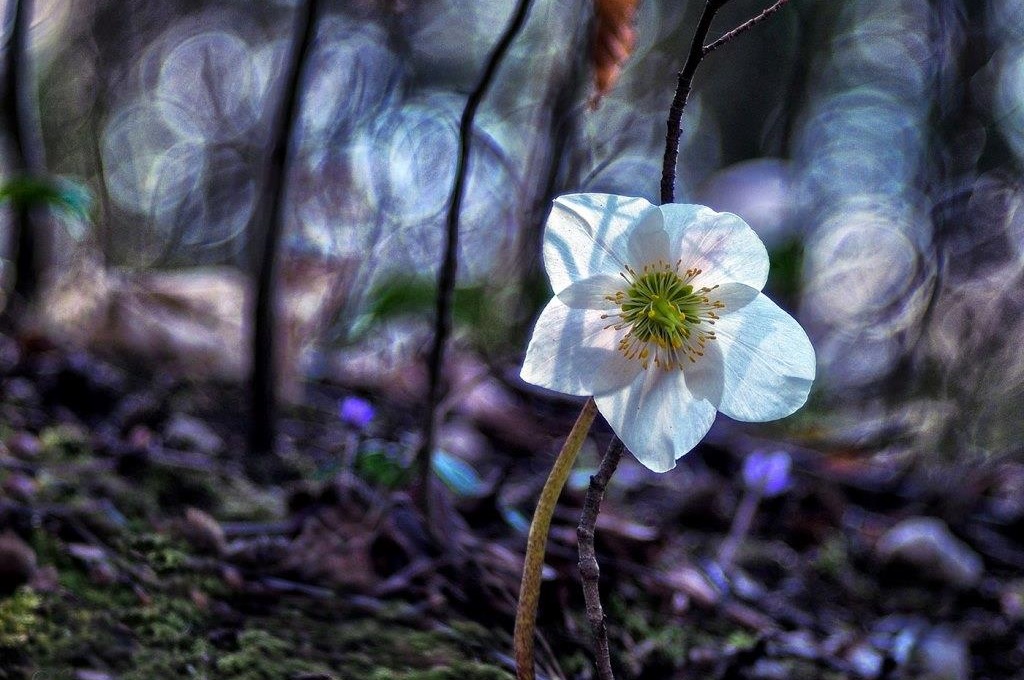 Teloh (Helleborus)