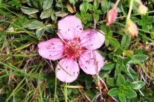 Triglavska roža (Potentilla nitida)