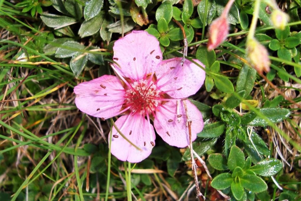 Triglavska roža (Potentilla nitida)