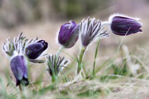 Kosmatinec (Pulsatilla)
