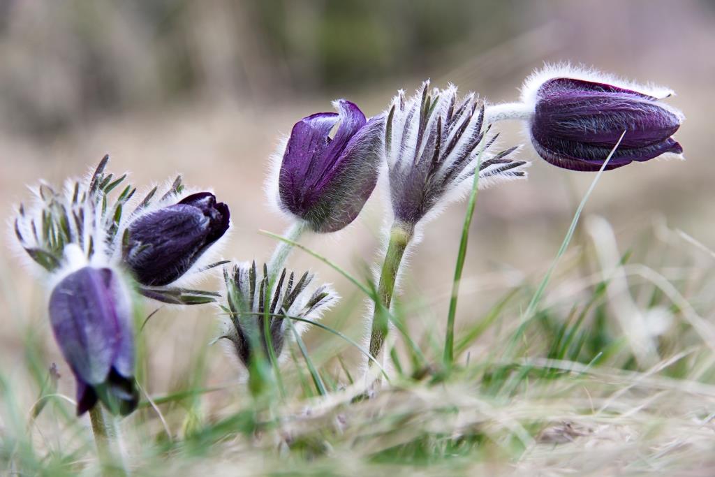 Kosmatinec (Pulsatilla)