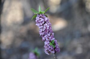 Navadni volčin (Daphne mezereum)