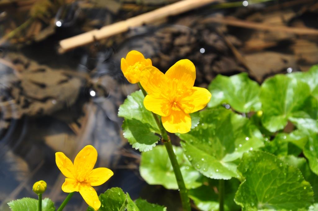Navadna kalužnica (Caltha palustris)