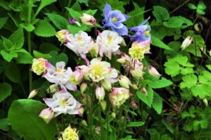 Orlica (Aquilegia)