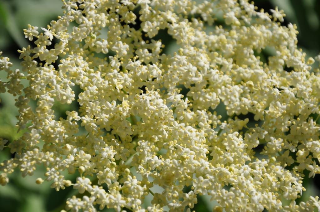 Črni bezeg (Sambucus nigra)