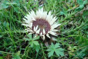 Bodeča neža, brezstebelna kompava, Carlina acaulis