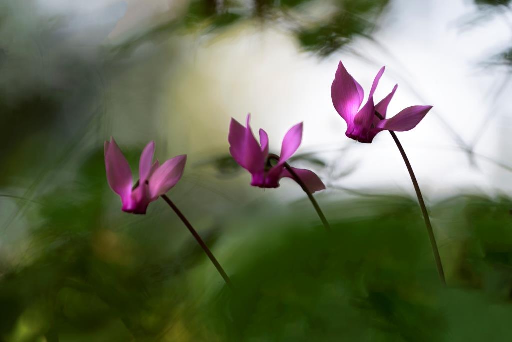 Navadna ciklama (Cyclamen purpurascens)