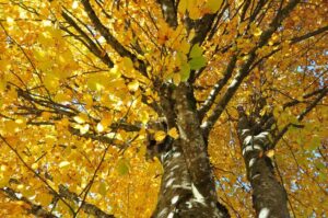 Bukev (Fagus sylvatica)
