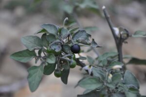 Pasje zelišče (Solanum nigrum)