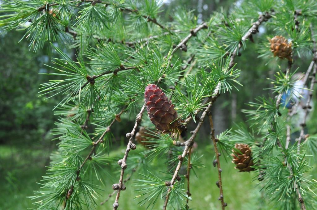 Macesen (Larix decidua)