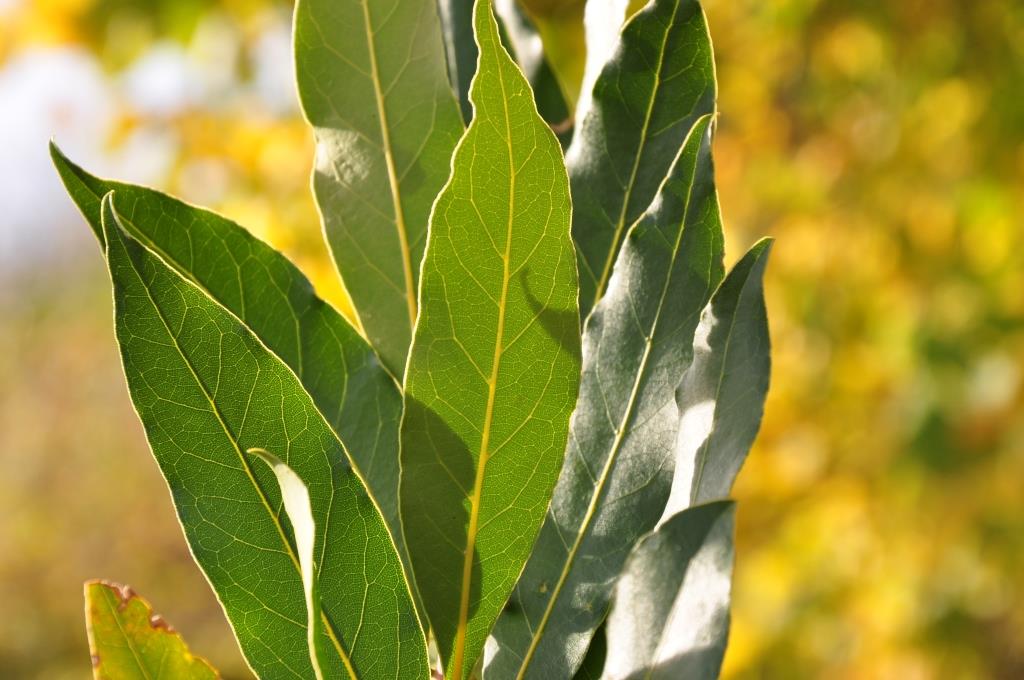 Navadni lovor (Laurus nobilis)
