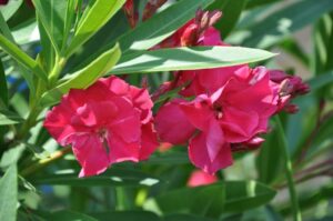 Navadni oleander (Nerium oleander)
