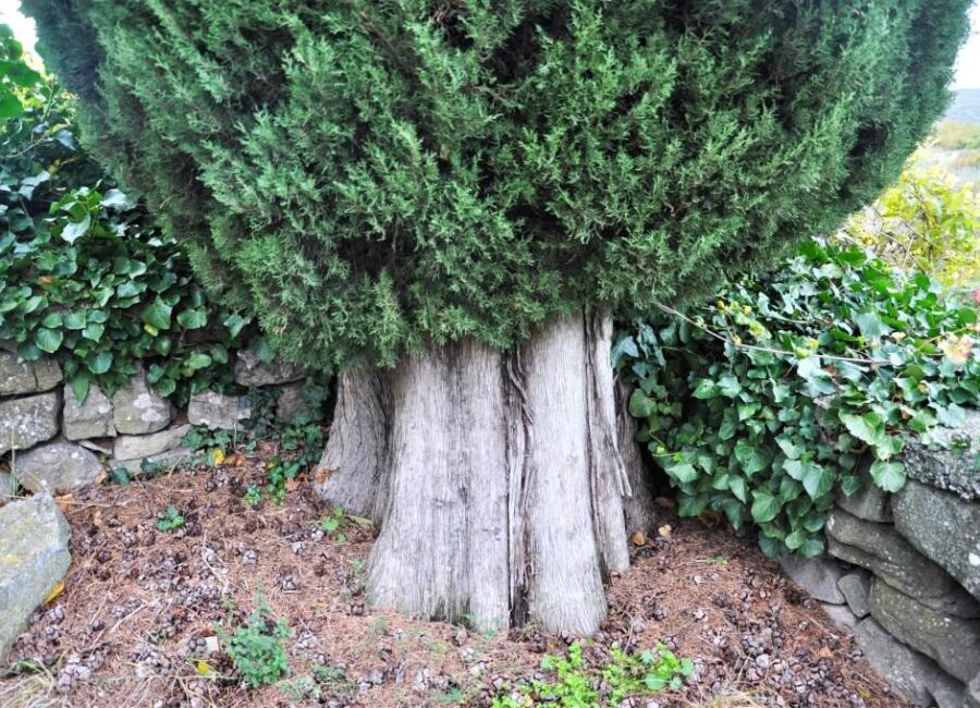 VEDNOZELENA CIPRESA